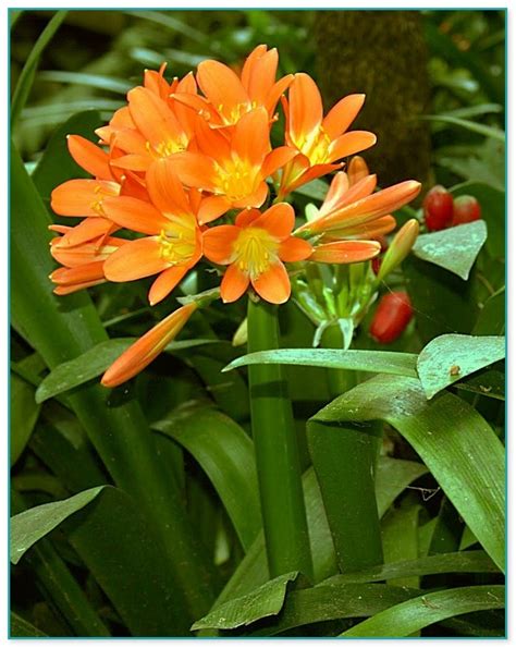 plant with orange flowers and velvety leaves