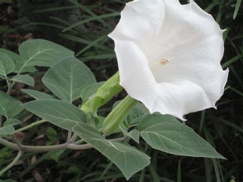 plant with white trumpet shaped flowers