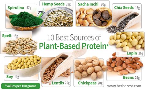 Plant-Based Protein