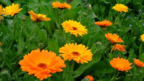 planta calendula