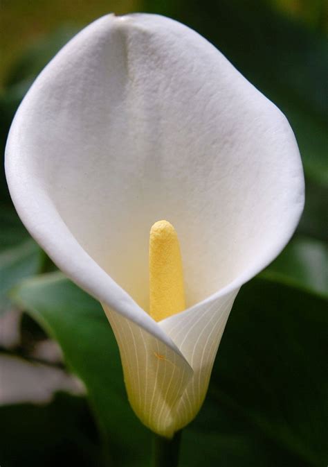 planta de flores blancas