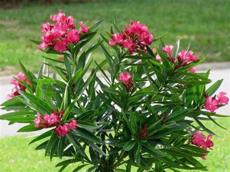 Rosa Laurel Plant: Your Guide to Growing This Elegant Flora