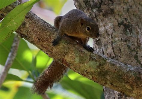 Plantain Squirrel Adaptations