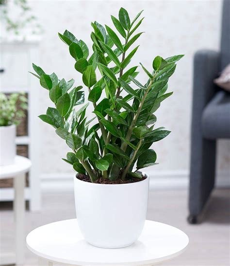 Introducing Plantas De Interior: A Guide To Growing Greenery Inside Your Home