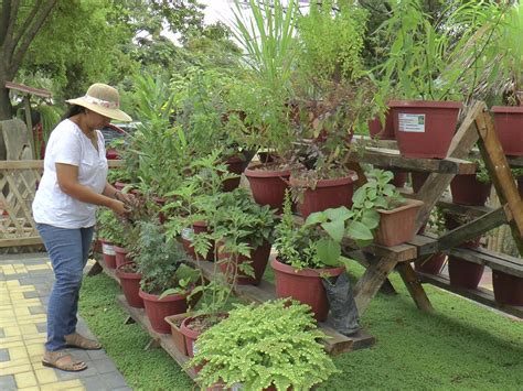 plantas medicinales para un vivero