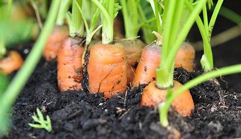 Semer des carottes hâtives sous voile