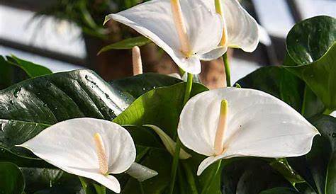 Fleur blanche les plus belles plantes aux fleurs