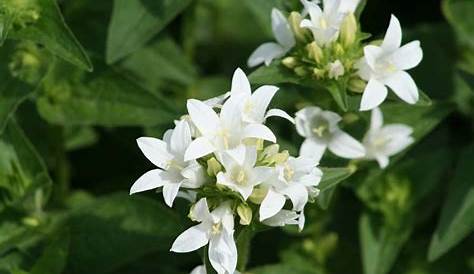 Plante Avec Petite Fleur Blanche A s s Collegecalvet66