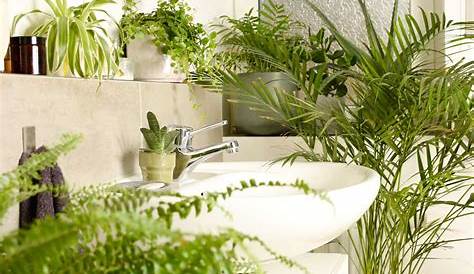 Des plantes vertes pour une salle de bains tendance
