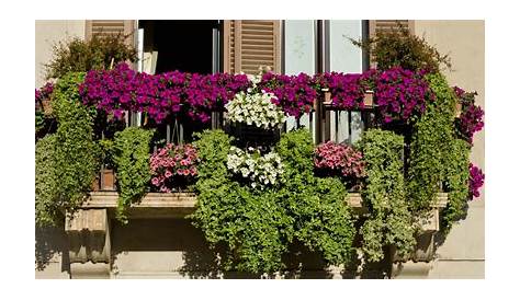 Fleurs de balcon en plein soleil idées sur les arrangements