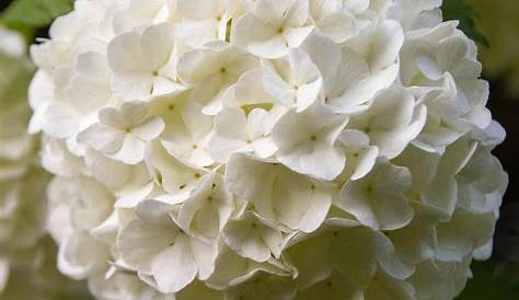 Viburnum opulus Roseum Viorne Boule de Neige à fleurs