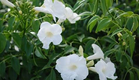 Plante Grimpante Fleurs Blanches Odorantes