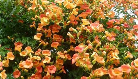 Plante Grimpante Fleur Orange s