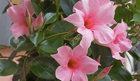fleur grimpante rose Agencement de jardin aux meilleurs prix