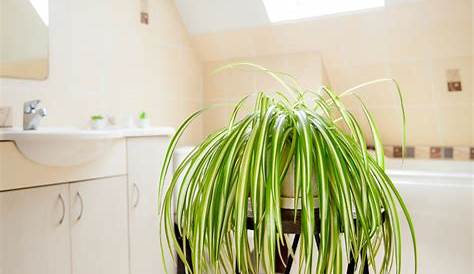 Salle de bain sans lumière 13 plantes pour votre pièce