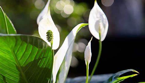 Plante Verte Avec Petite Fleur Blanche s s s A 5 Petales Samolus Valerandi Moehringia