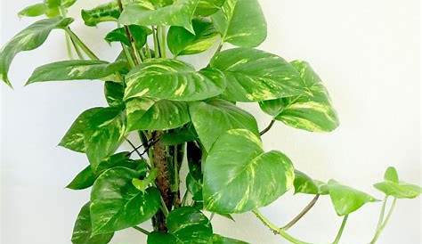 TOP 10 des plantes grimpantes pour l’intérieur de la maison