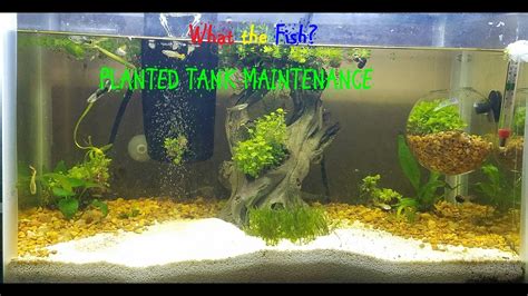 Planted Tank Maintenance