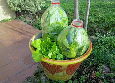 planter des salades en pot