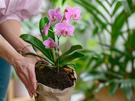 Planter Orchidee