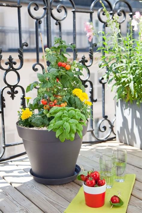 Planter Tomates Cerises Balcon