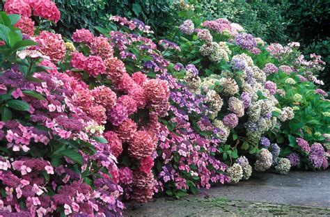 DIY by Design Tips For Growing Hydrangeas