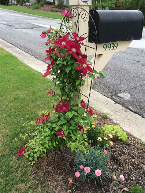 The Best Flowers You Can Plant Around a Mailbox
