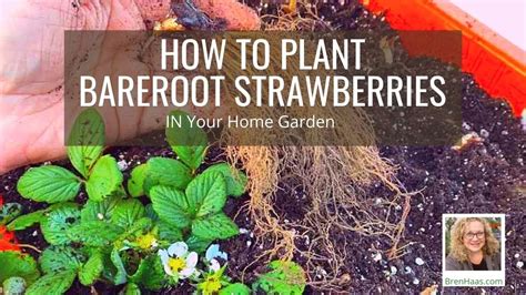 How to grow Strawberries from bare roots Mom with Plants