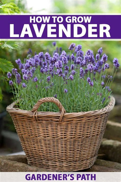 Planting Lavender in Containers Lavender plant, Plants, Container
