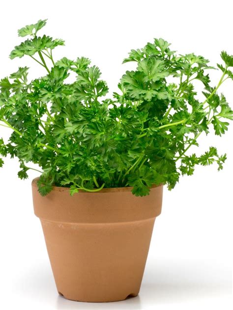 Indoor Herb Gardening Information For Growing And Caring For Parsley Herbs