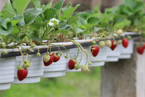 Hanging Strawberry Plants Plants BC