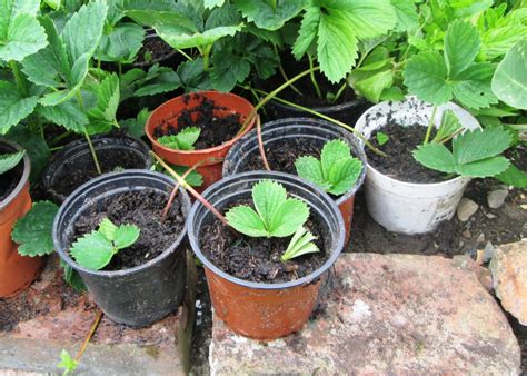 GAP Gardens Planting strawberry runners seperate potted runner from