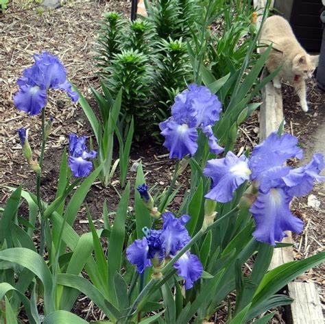 The Beauty of Iris Victoria Falls: A Guide to Growing and Caring