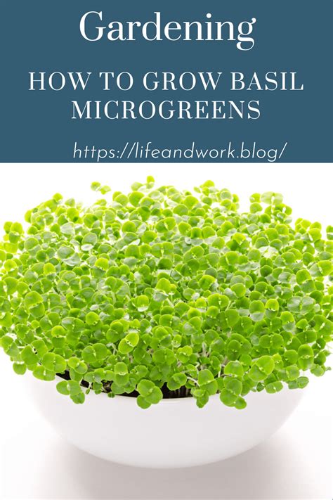Planting Basil Microgreens