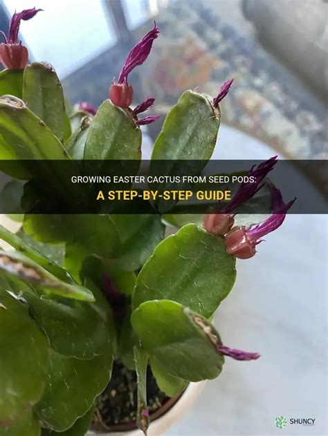 Planting Easter Cactus