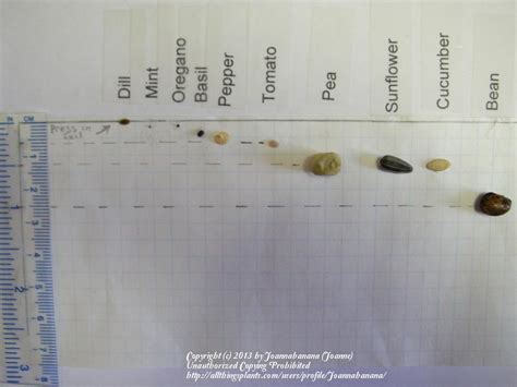 Planting Grass Seed Depth