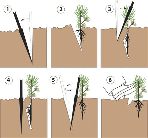 planting loblolly pine trees spacing