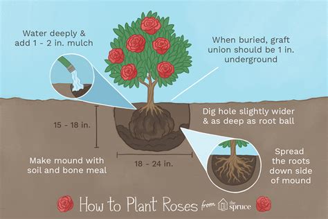 Mastering Planting Rose Plants: Your Ultimate Guide to Success