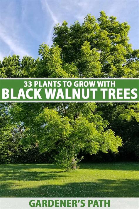 Planting Under A Walnut Tree