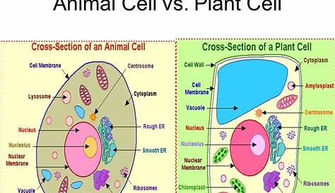 Biology Plant VS Animal Cell Diagram Label in 2020