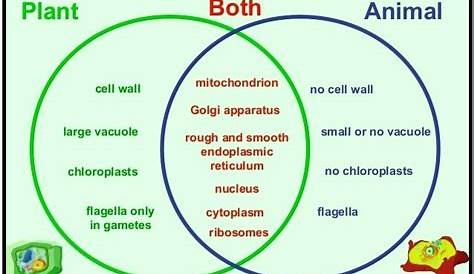 Plant vs Animal cells venn diagram for educational
