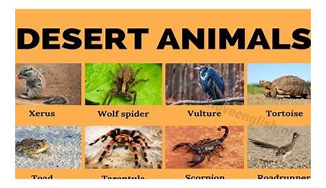 Plants And Animals Found In The Desert Great Victoria Fauna Vegetation