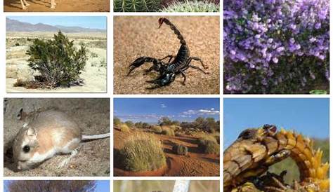 Plants And Animals In The Desert Biome World Visits Sahara Dangers Animal's