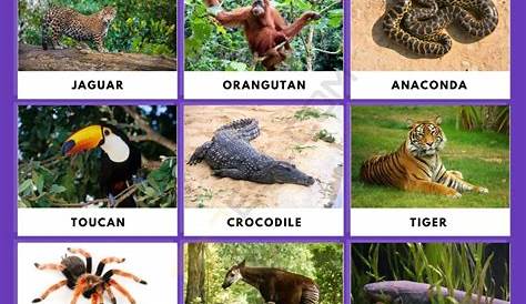 Plants And Animals In The Rainforest Biome EdTech