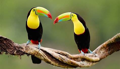 Tropical Rainforest Animals Wallpapers Gallery