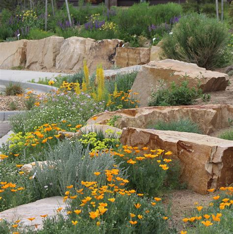 The 4 Best Plants for Your Colorado Springs Landscape