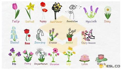 Collection Of Home Plants With Names. Hand Drawn Vector