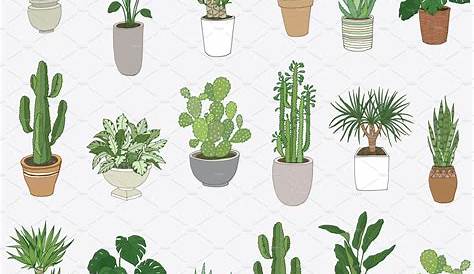 Plants Drawing House Plant At Gets Free Download