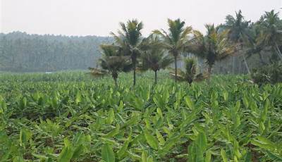 Plants Grow In Kerala