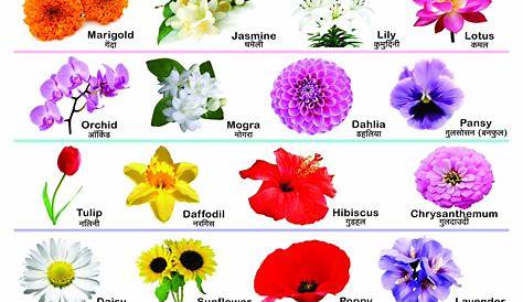 Hindi Flowers Chart, हिन्दी फूलों का चार्ट, Basic Flowers